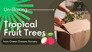 Unboxing Subtropical Fruit Trees from Green Dreams Nursery & Media Change/Re-Potting