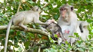 TEEN MONKEY JANET STILL HUNGRY MILK SO SHE ENFORCE TO FIGHT WITH JANNA