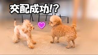 【ぽん結婚】ついにこの時がきました…！