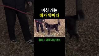 300만다른 강아지에게 공격적인 강아지 행동교정법