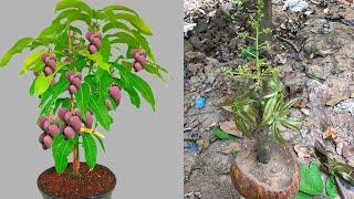 Grafting Mango Tree Using Coconuts Growing Faster and Has Many Fruits