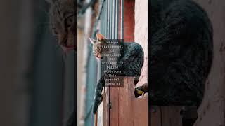 Whisker Wisdom The Feline Formula for FlexibilityAs we gaze into the piercing eyes of...
