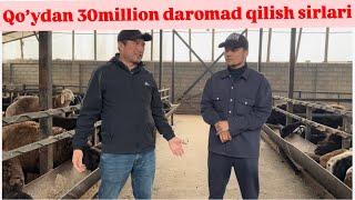 Qoʻy boqish sirlari 1oyda 30million daromad bor tez semirtirish sirlari Zohidjon aka bn suhbat