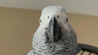 Funny African grey compilation