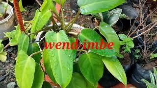38 Varieties of Philodendron with Identification.