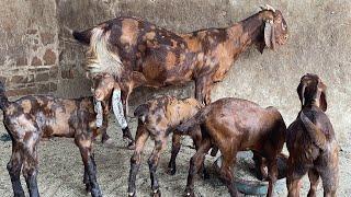 RAJASTHAN GOAT FARMING AJMER & SUPPLIER 9783341533 is live