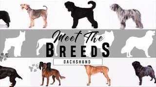 Meet the Breeds: Dachshund