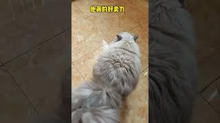 勾栏样式猫最近学会了电臀技巧，尾巴疯狂勾引