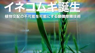 イネコムギ誕生 植物交配の不可能を可能にする顕微授精技術｜Science Portal動画ニュース（2024年6月28日配信）