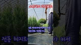 토피어리 정원수 라인골드 다듬기 작업  #topiary  #gardening #trim