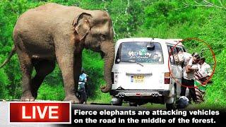   LIVE - Fierce elephants are attacking vehicles on the road in the middle of the forest.
