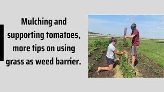 mulching and staking tomatoes, more tips on using grass clippings as weed barrier.