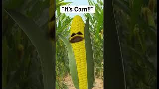 “For Me I Really Like Corn” #shorts