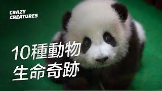 驗證生命奇跡的10種動物出生！| 奇怪動物紀錄片