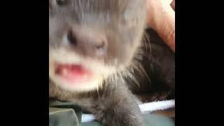 Looking Otter so Cute #shortvideo #shorts