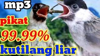 pikat 99.99% kutilang liar pasti turun dengerin. mp3 suara pikat kutilang ribut