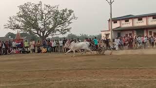 gajju Bhaiya bichhua ghurwada singpur wali सुरई ox race pat pratiyogita khursipar