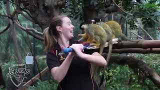 ScorpsTV: Amanda Wellington monkeying around