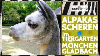 Shearing ALPACAS at Moenchengladbach Zoo | zoos.media