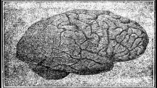 COVID-19: NIEBLA MENTAL