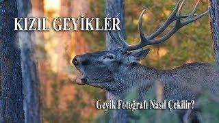 Kızıl Geyik Çekimi Ekim 2018 - Geyik Fotoğrafı Nasıl Çekilir? l Red Deer Film