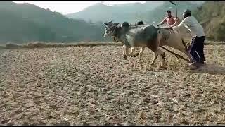 ox race in jamola