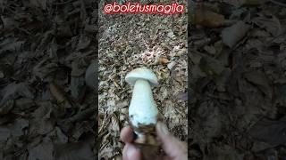 Boletus edulis, Porcino, Steinpilze #shorts #new #trending #foryou #nature #forest #wood #mushroom