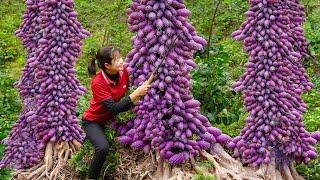 BREAKING!SHOCKING! Harvesting Snake Eggs Fruit to cook delicious dishes - Harvesting and Cooking