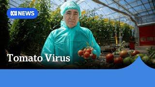 Tomato virus pivot shifts strategy, giving hope to growers | ABC NEWS