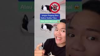 Jangan pegang ekor kelinci ketika tertidur ‼️ Dijamin bakal menyesal  #Shorts #YouTubeShorts