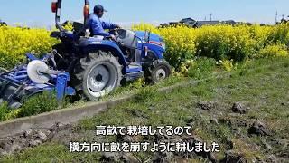菜の花をうないこむ