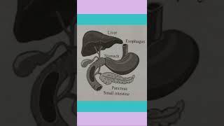 #viralshorts #viralvideo #science #biology #facts #liver #stomach #heart #pancreas #food #mouth #fun