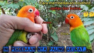 Cara membedakan Lovebird jantan dan betina paling akurat..!!2023