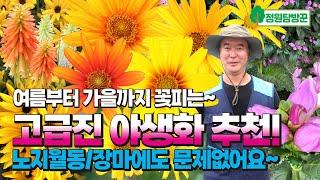 고급진 다년생 야생화 6종 추천! 여름부터 가을까지 꽃피고, 노지월동, 장마에도 문제없어요.