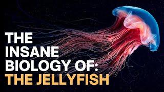 The Insane Biology of: The Jellyfish
