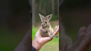 Enchanting!  Handful of Wonder: Tiny Joey's Curious Gaze Captures Hearts! ️