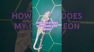 How to weigh a chameleon