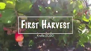 The first harvest of my cashew nut farm 2020 | how cashew nut farming and processing