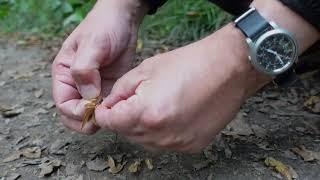 S1E6 Growing Hornbeam from Seed