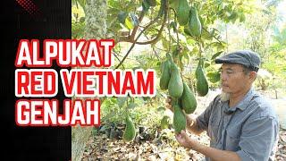 ALPUKAT RED VIETNAM GENJAH