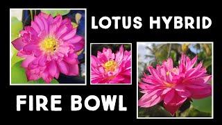 Lotus Hybrid Fire Bowl | Easy To Grow Medium Size Cultivar | Nandanam Exotics | #shorts