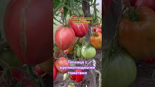 ЗАКАЗАТЬ СЕМЕНА: https://tomatboris.ru/?ysclid=ln76xla4la47180728