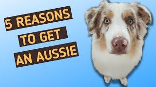 Why You Should Get An Australian Shepherd In Under 3 Minutes