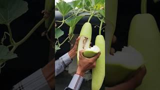 mene dudhi ko kata to muje kya mila #vinodfarmer #viral #khedut #shorts #facts