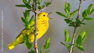 Yellow Warbler Song