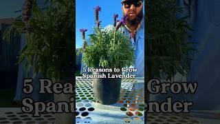 5 Reasons to Grow Spanish Lavender! #texasgarden #gardening #lavender