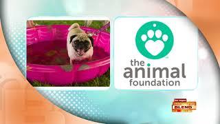Protect Your Pet For The Fourth Of July