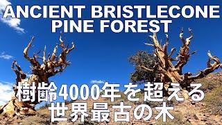 【ロードトリップ】 樹齢4000年を超える木々がカリフォルニアにあった！　Oldest Trees on Earth, Ancient Bristlecone Pine Forest