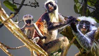 Red Colobus Monkey - The Colorful and Unique Primate of Africa