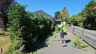 The HEDGE was touching the POWER  line.Removing a date TREE🪵🪵.